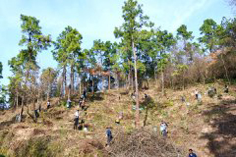 和润联合体总部员工赴坡寨山义务植树